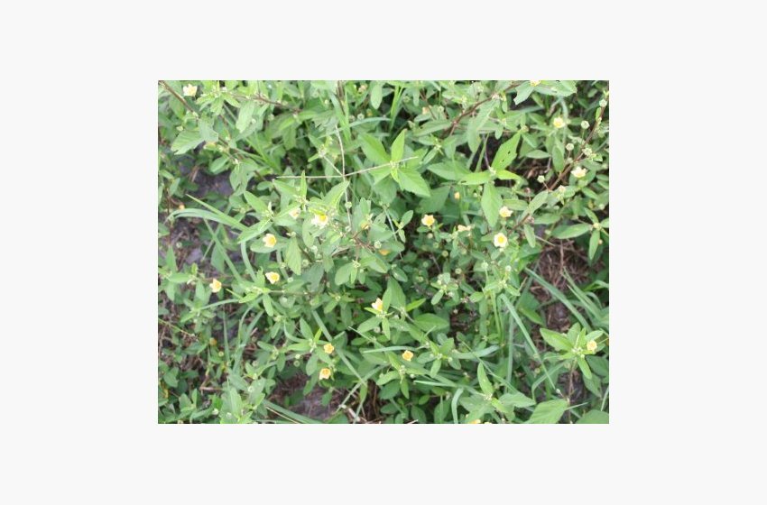 Arrowleaf Sida