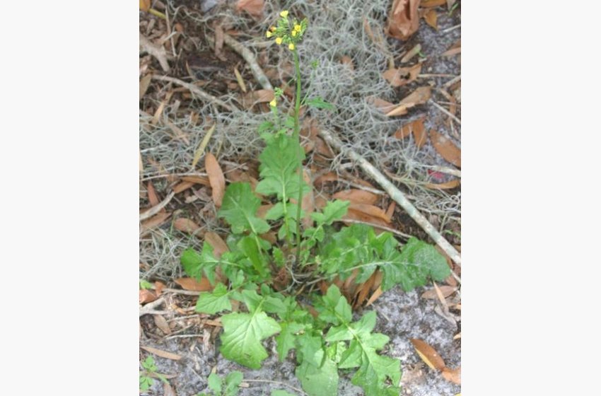 Asiatic Hawksbeard