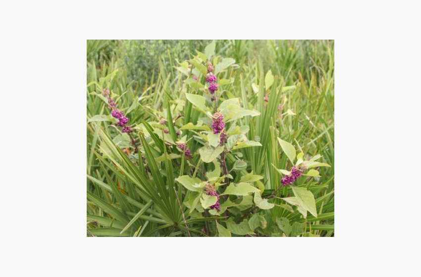 Beautyberry