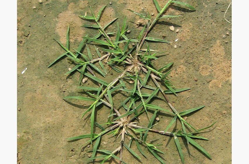Bermudagrass