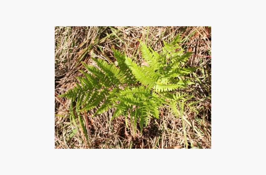 Bracken Fern