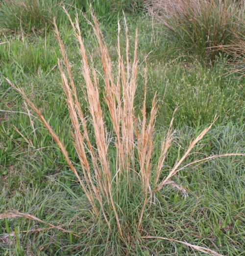 Broomsedge