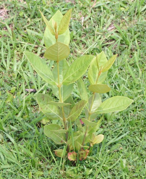 Buttonbush