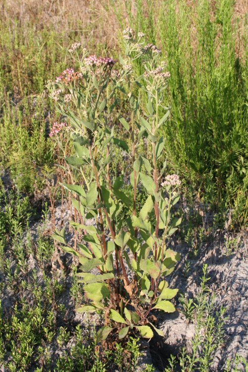 Camphor Weed