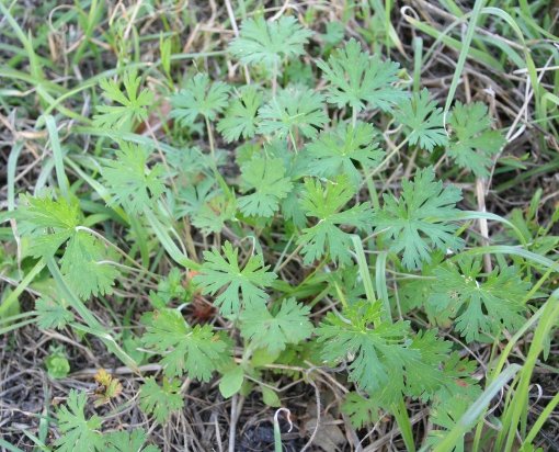 Carolina Geranium
