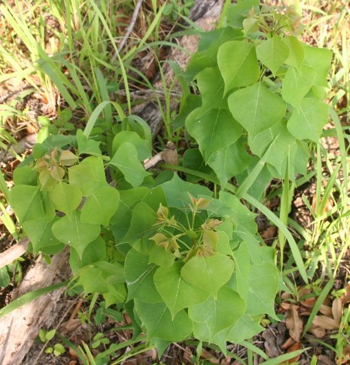 Chinese Tallow
