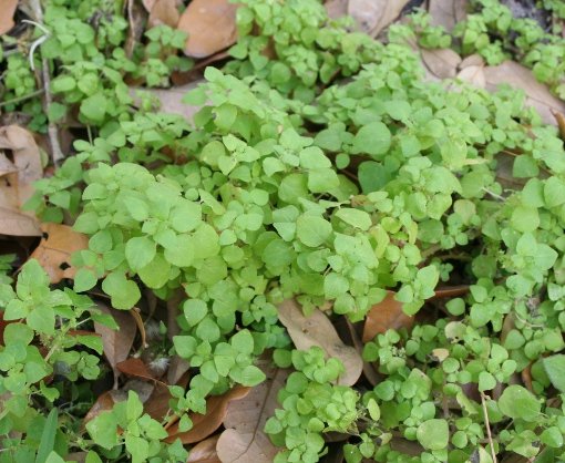 Clustered White Pellitory