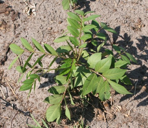 Coffeeweed