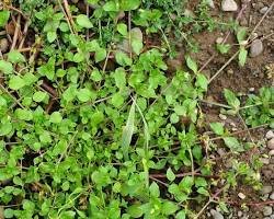 Common Chickweed