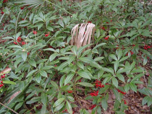 Coral Ardisia