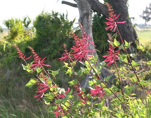 Coral Bean