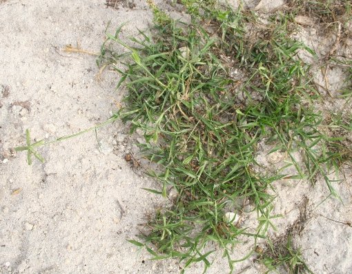 Crowfoot Grass