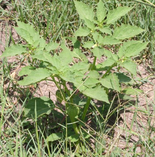 Cutleaf Groundcherry