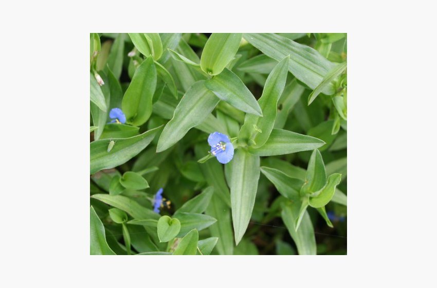 Dayflower