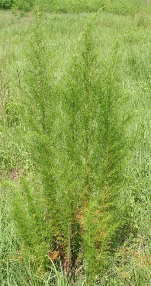 Dogfennel