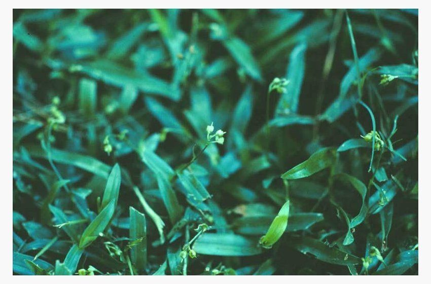 Doveweed