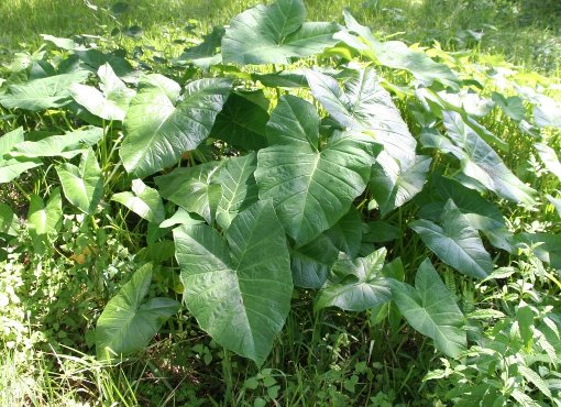 Elephant Ear / Taro