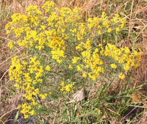 Flat-top Goldenrod