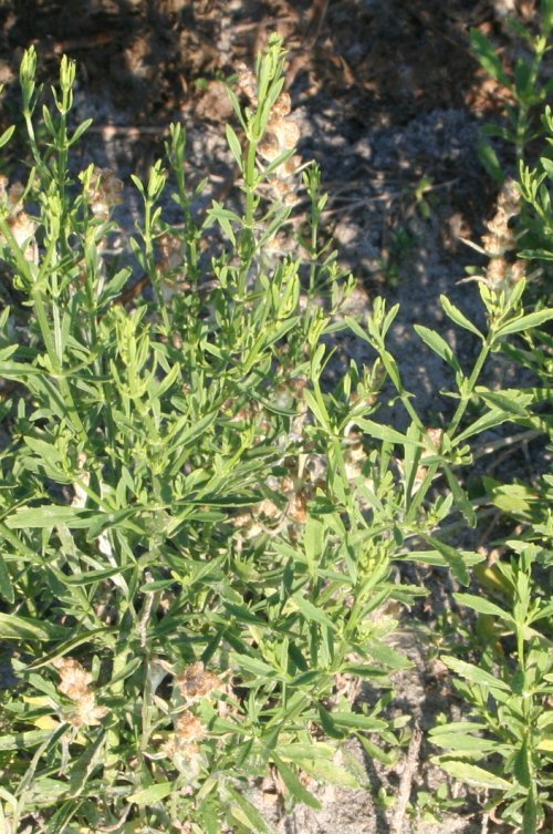 Goatweed