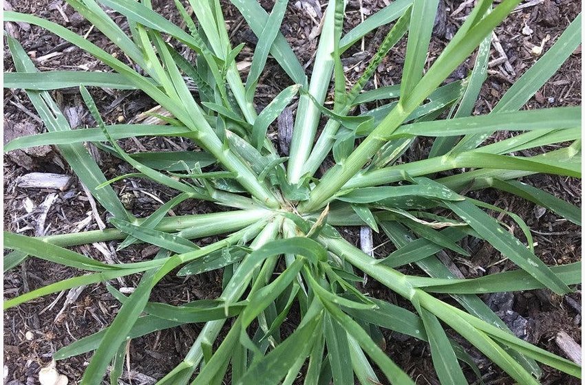 Goosegrass