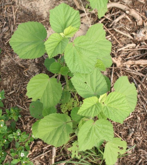 Heartleaf Sida