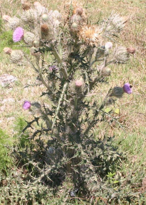 Horrible Thistle