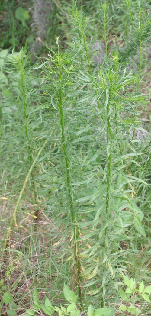 Horseweed
