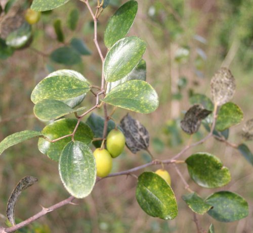 Indian Jujube