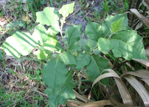 Jamaican Nightshade
