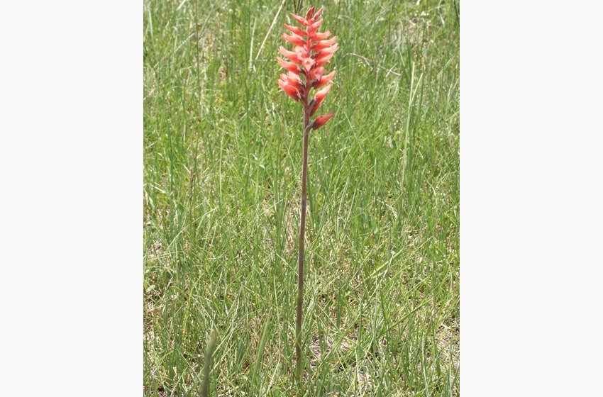 Leafless Beaked Orchid