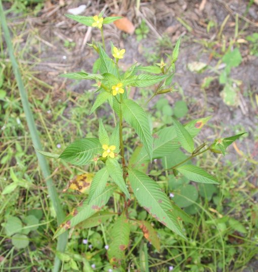 Long-fruited Primrose