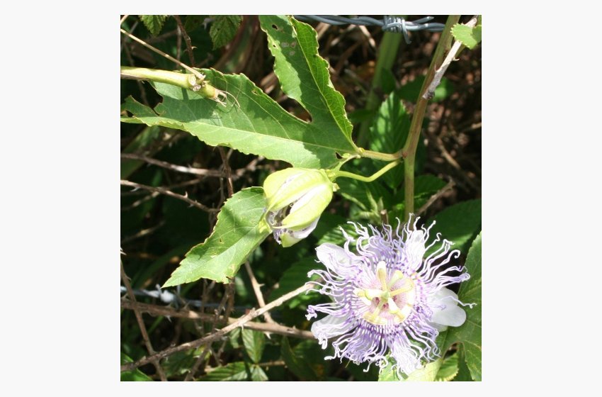 Maypop