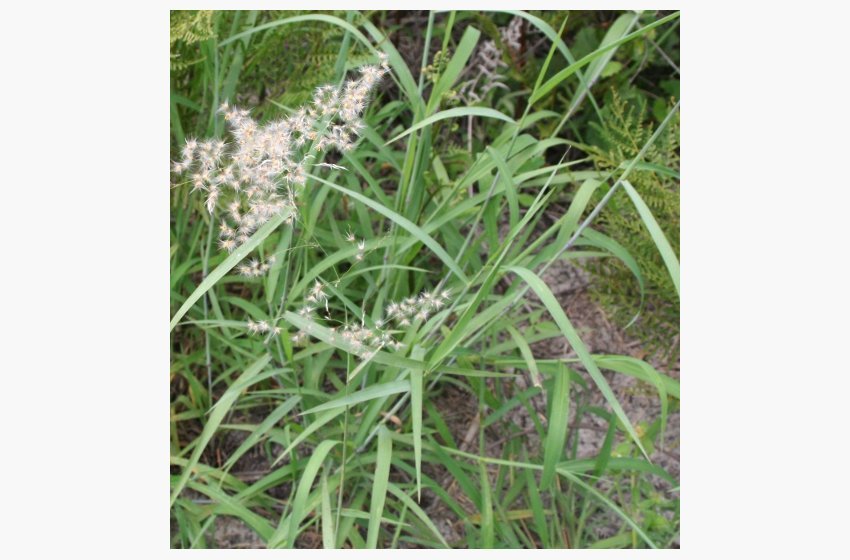 Natal Grass