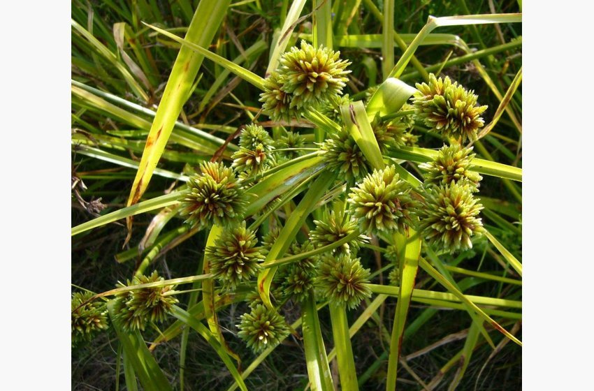 Nutsedge