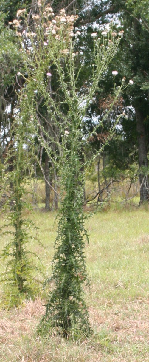 Nuttall's Thistle
