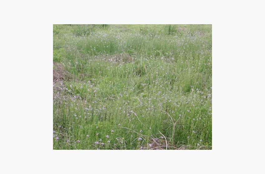 Oldfield Toadflax