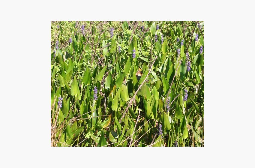 Pickerelweed