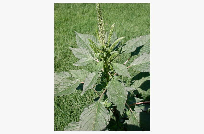 Pigweed