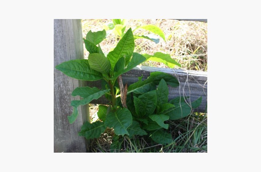 Pokeweed