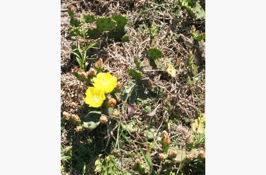 Prickly Pear