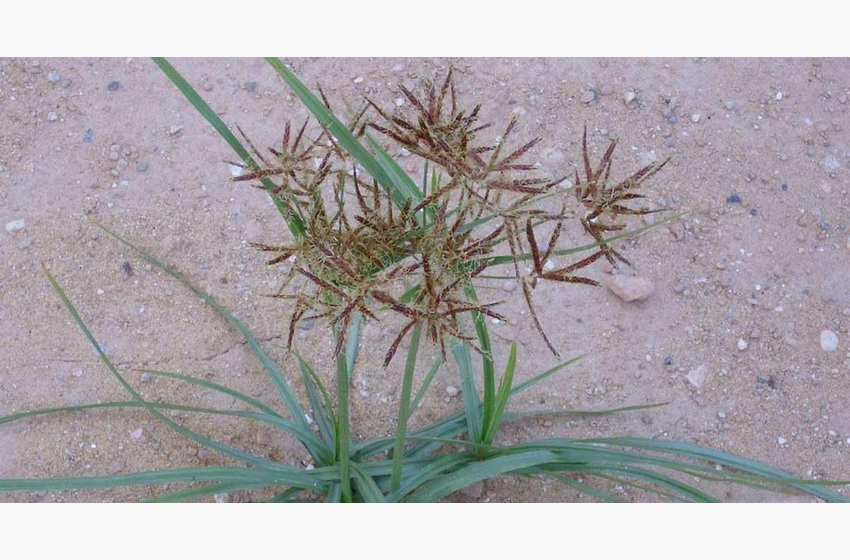 Purple Nutsedge