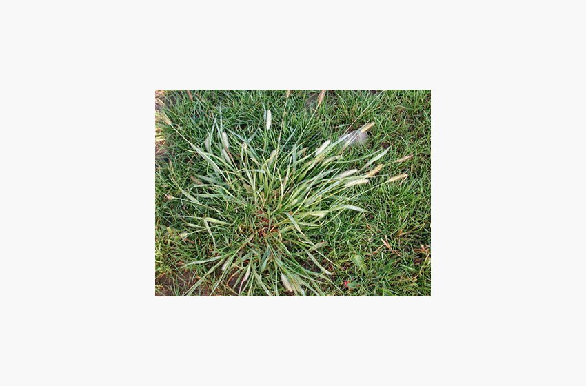 Quackgrass