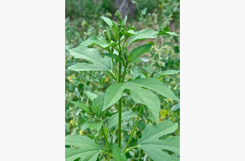Ragweed