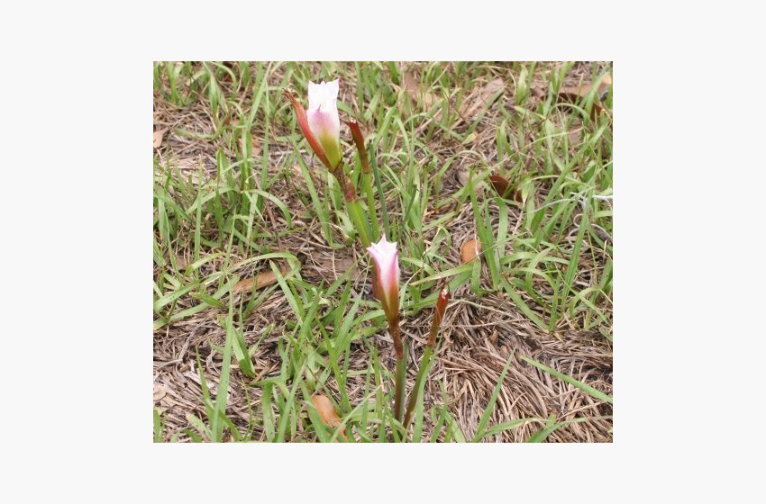 Rain Lily
