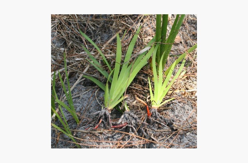 Redroot