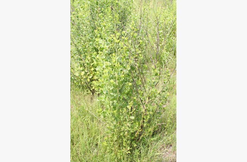 Saltbush