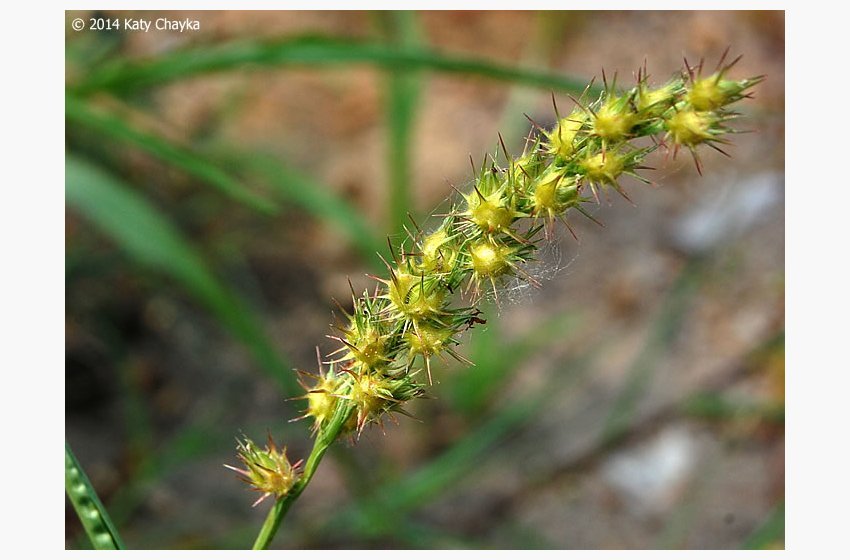 Sandbur