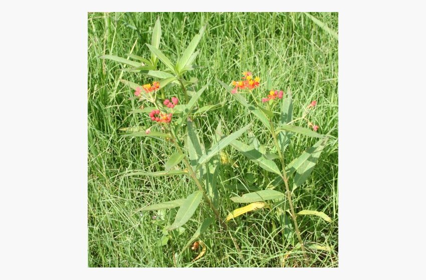 Scarlet Milkweed