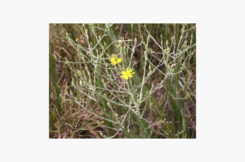Silkgrass