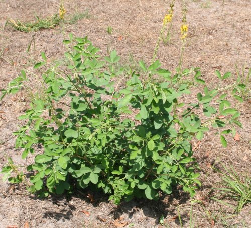 Smooth Crotalaria